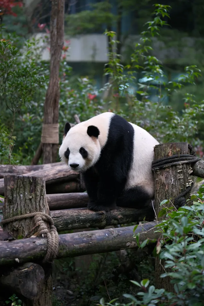 Chengdu guide